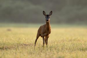 Prvi _zarki_Marjan Cigoj